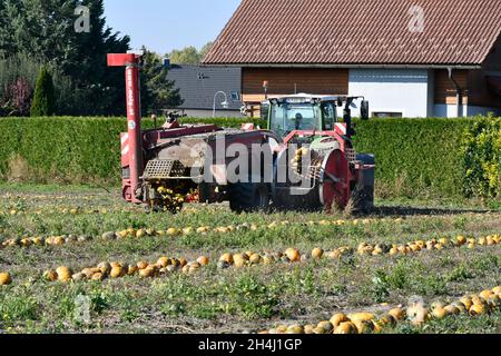 Reisenberg, Austria - 20 ottobre 2021: Coltivatore non identificato su trattore, macchina raccolta di zucche, i cui noccioli sono utilizzati per un olio speciale k Foto Stock