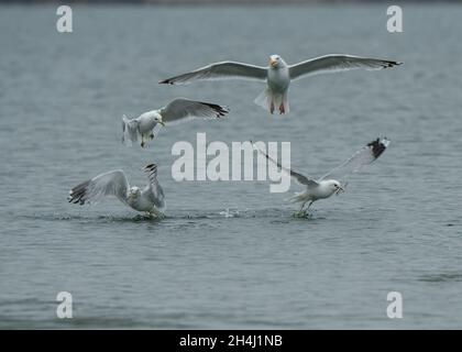 Gregge misto di gabbiani che nutrono di pesce bonanza, Hillswick, Shetland Foto Stock