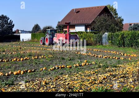 Reisenberg, Austria - 20 ottobre 2021: Coltivatore non identificato su trattore, macchina raccolta di zucche, i cui noccioli sono utilizzati per un olio speciale k Foto Stock