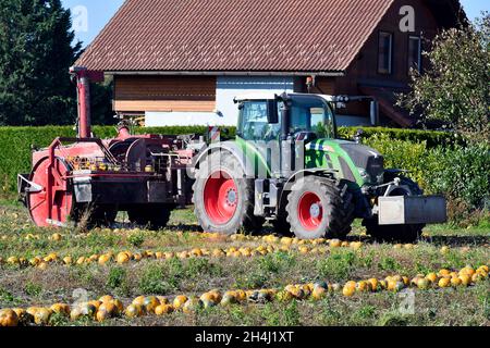 Reisenberg, Austria - 20 ottobre 2021: Coltivatore non identificato su trattore, macchina raccolta di zucche, i cui noccioli sono utilizzati per un olio speciale k Foto Stock