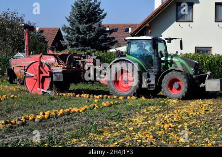 Reisenberg, Austria - 20 ottobre 2021: Coltivatore non identificato su trattore, macchina raccolta di zucche, i cui noccioli sono utilizzati per un olio speciale k Foto Stock