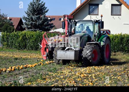 Reisenberg, Austria - 20 ottobre 2021: Coltivatore non identificato su trattore, macchina raccolta di zucche, i cui noccioli sono utilizzati per un olio speciale k Foto Stock