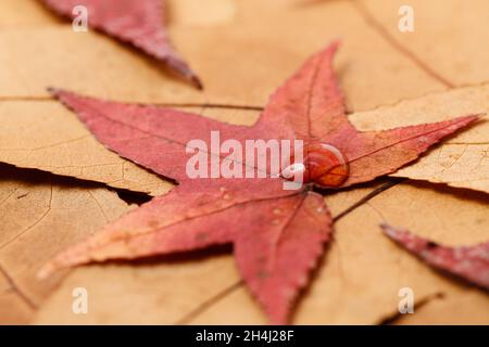 Primo piano di colorate foglie autunnali con gocce di rugiada su una foglia Foto Stock