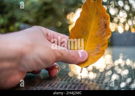 Mano che tiene la foglia d'oro nel cortile in Israele Foto Stock