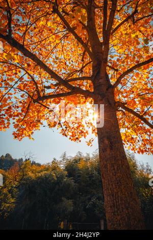 Rosso foglie albero in autunno stagionale in una giornata di sole a Torino Italia Foto Stock