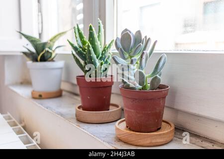 Tre piante di cactus Sansevieria sul davanzale in una stanza accanto alla parete bianca Foto Stock