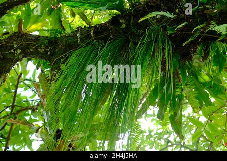 Costa Rica Tortuguero Parco Nazionale - Parque Nacional Tortuguero - epifita pianta che cresce su un ramo di albero Foto Stock