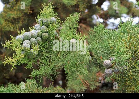 Primo piano un mazzo di coni verdi giovani cipressi che crescono sull'albero Foto Stock
