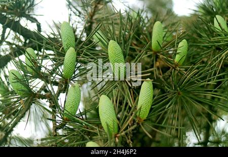 Numerosi coni di pino giovane verde chiaro che crescono sull'albero Foto Stock