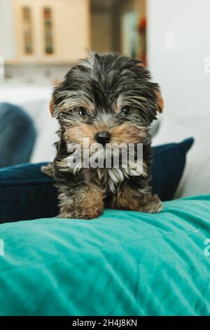 Un piccolo cucciolo di yorkie teacup seduto su un braccio con un cuscino di teal Foto Stock