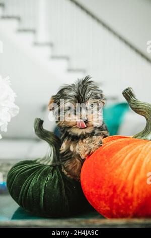 Un piccolo cucciolo di yorkie teacup vicino a autunno casa decorazione interna di arancione e verde tessuto zucche Foto Stock