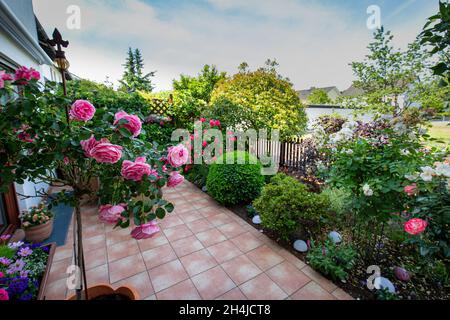 rosa fiorente sulla terrazza in giardino Foto Stock