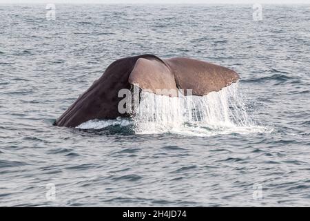 Immersioni di balene spermatiche. Kaikoura, Isola del Sud. Nuova Zelanda Foto Stock