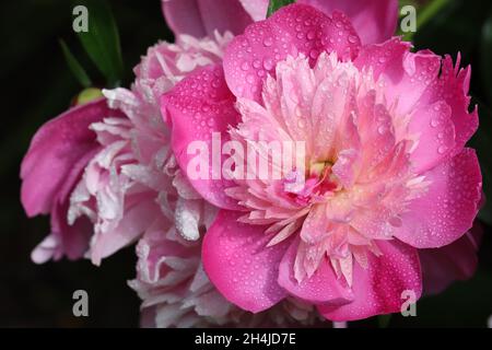 primo piano di un delicato fiore di peonia rosa disseminato di molte gocce su uno sfondo scuro sfocato Foto Stock