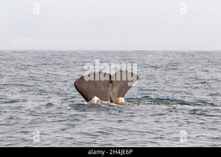 Immersioni di balene spermatiche molto grandi. Kaikoura, Isola del Sud. Nuova Zelanda Foto Stock