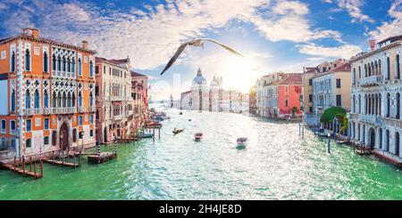 Un gabbiano vola presso gli edifici del Canal Grande, Venezia, Italia Foto Stock