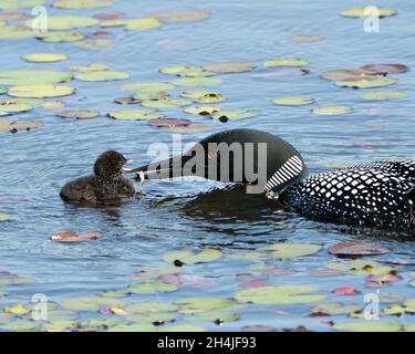 Loon comune e bambino pulcino loon nuotare in stagno e celebrare la nuova vita miracolo con le ninfee d'acqua nel loro ambiente e habitat. Loon. Foto Stock