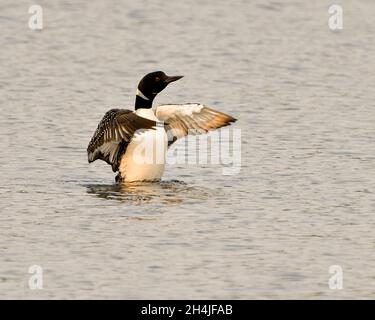 Loon comune in acqua con ali sparse nel suo ambiente e habitat circostante con sfondo sfocato acqua. Sbattendo le ali. Ali di essiccazione. Foto Stock