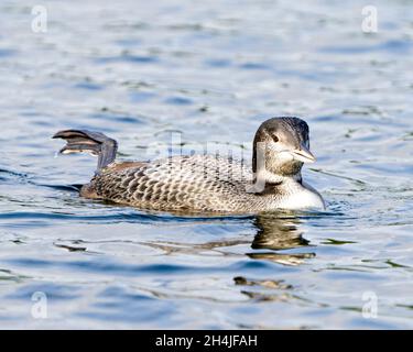 Comune Loon immaturo giovane uccello nuotare nel suo ambiente e habitat, mostrando il suo crescente piume di piume di palcoscenico e scuotendo un piede. Foto Stock