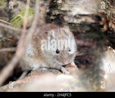 Vista ravvicinata del profilo del mouse nella foresta mangiare e guardare la fotocamera nel suo ambiente e habitat con uno sfondo sfocato. Mouse Stock foto Foto Stock