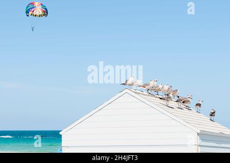 I gabbiani riposano sul tetto in legno di una cabina sulla spiaggia di Miami Beach. Sullo sfondo un parasailing che vola sul mare Foto Stock