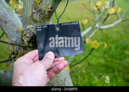 Persona che detiene il tag informazioni di un albero di ombrellone cinese Foto Stock