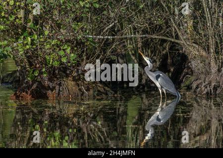 Un airone grigio, riflesso in acque poco profonde, guarda su una libellula più scura comune poggiando sui rami di un albero in un lago nel Kent Foto Stock