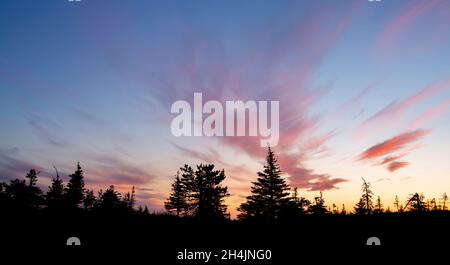 Le silhouette scure dell'albero si erosono contro il cielo blu, arancione e rosa. Una serata nuvolosa d'autunno in Finlandia Foto Stock