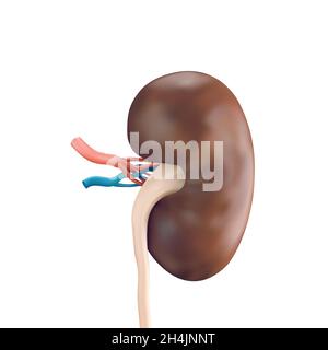 Illustrazione vettoriale del rene umano con vasi isolati su bianco Illustrazione Vettoriale