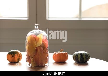 Foglie autunnali in vetro e mini zucca disposizione. Natura morta, decorazione stagionale autunno. Decorazioni per la casa, stile semplice, la finestra con retroilluminazione. Foto Stock