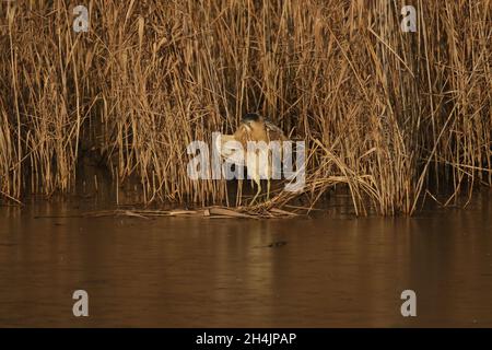 un uccello secretivo, scuolante di letti di reddbeds. Foto Stock