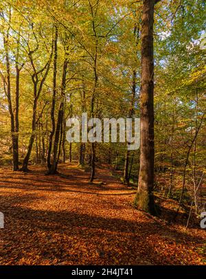 Ashdown Forest in autunno, East Sussex, Inghilterra, Regno Unito. Foto Stock