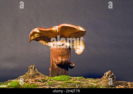 Un antico fungo molto grande che cresce dal pavimento della foresta nelle Cascade Mountains del centro di Orego. Foto Stock