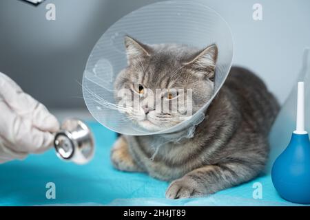 Primo piano di gatto con un colletto veterinario elisabettiano sul tavolo di esame veterinario. Medico donna in uniforme medica con guanti bianchi esamina gatto Foto Stock