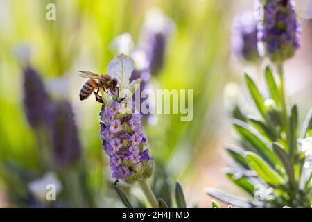 Fuoco selettivo di un'ape di miele europea su una pianta di lavanda inglese durante una giornata di sole Foto Stock