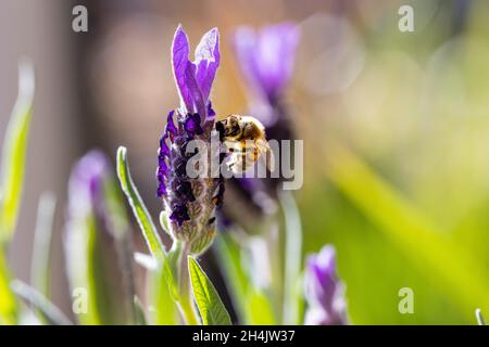 Un colpo selettivo di un'ape di miele europea su una pianta di lavanda inglese durante una giornata di sole Foto Stock