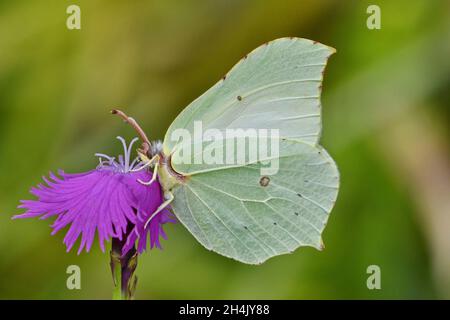 Francia, Puy de Dome, farfalla, limone (Gonepteryx rhamni) su garofano selvatico Foto Stock