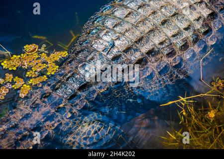 Stati Uniti, Florida, Parco Nazionale delle Everglades, patrimonio mondiale dell'UNESCO, Riserva della Biosfera, paludi di importanza internazionale (Ramsar), dragonfly blu su un alligatore americano (Alligator missisippiensis) Foto Stock