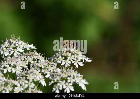 Un'ape che raccoglie nettare dai fiori bianchi di una pianta di prezzemolo di vacca Foto Stock