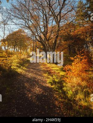 Sentiero autunnale nel parco. Polkemmet Country Park, West Lothian, Scozia. Foto Stock