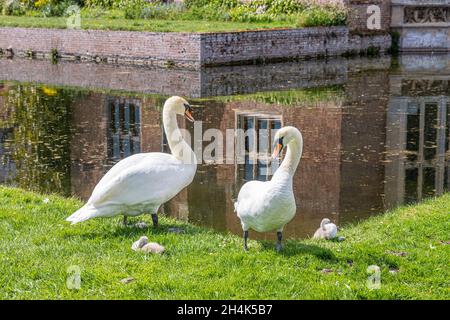 Una famiglia di cigni accanto al fossato del tardo medievale Oxburgh Hall, Norfolk UK Foto Stock