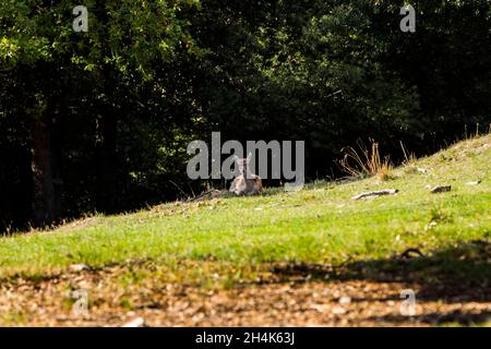 Cervo seduto in paesaggio rurale, la Garottxa, Girona, Pirenei, Catalogna, Spagna Foto Stock