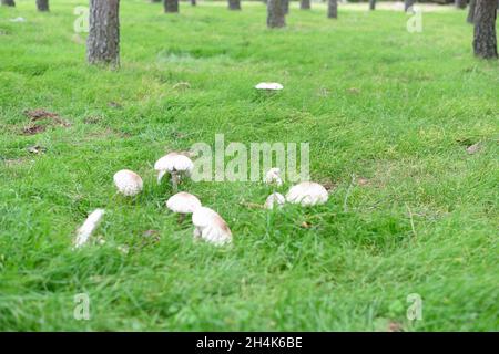 GRUPPO DI FUNGHI PARASOLI COLTIVATI IN UN PRATO VERDE IN UNA GIORNATA DI SOLE Foto Stock