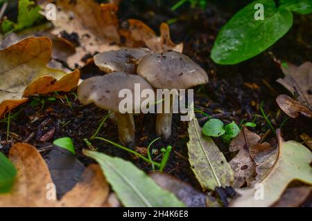 Fuoco selettivo di Lyophyllum decastes funghi commestibili che crescono nella foresta Foto Stock