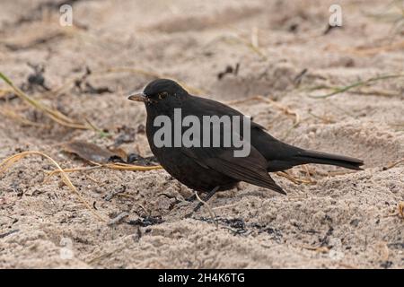 Maschio Blackbird (Turdus merula), Isola di Heligoland, Schleswig-Holstein, Germania Foto Stock