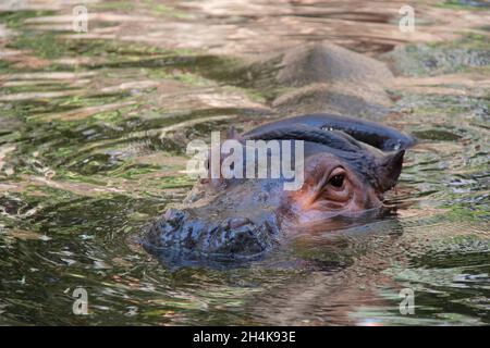 ippona in uno zoo di chiang mai (thailandia) Foto Stock