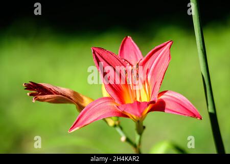 Un delicato giglio rosso scuro o fiore di lilio in piena fioritura su una superficie d'acqua in un giardino estivo, bello sfondo floreale all'aperto fotografato Foto Stock