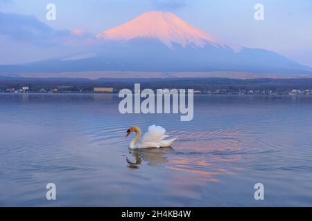Primo piano della splendida montagna Fuji con la copertura della neve in cima, con potrebbe, bellissimo paesaggio panoramico della montagna Fuji o Fujisan durante il tramonto Foto Stock