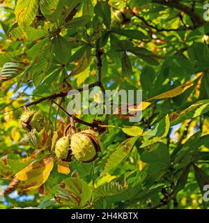 Frutti della castagna, Aesculus hippocastanum, sull'albero Foto Stock