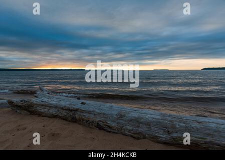 Alba riflessa su spiaggia di sabbia bagnata con onde in arrivo, gabbiano e tronchi. Foto Stock